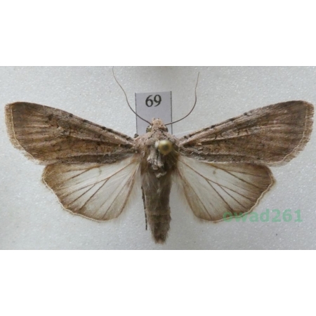 Peridroma saucia (Hübner, 1808) Canary Island69